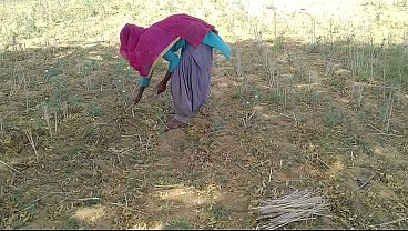 देसी इंडियन ब्वॉयफ्रेंड ने खेत में काम करती हुई उसकी मस्त चोदा